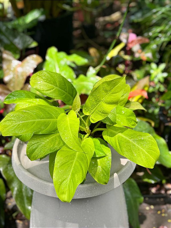 Philodendron Lemon Line