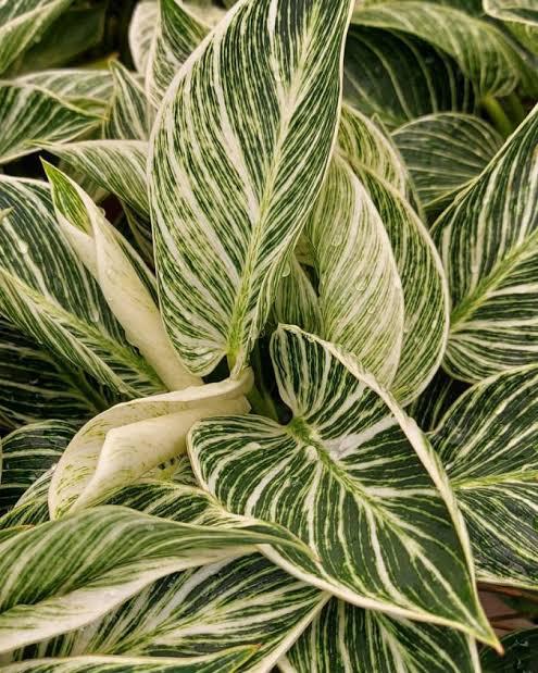 Philodendron Birkin