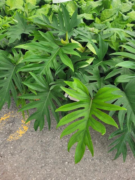 Philodendron Mayoi
