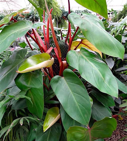 Philodendron Erubescens