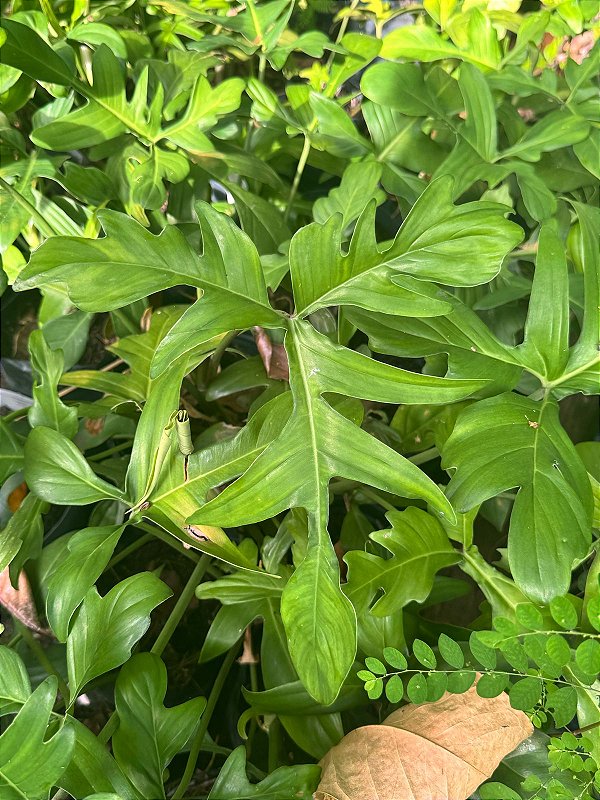 Philodendron  Pedatum