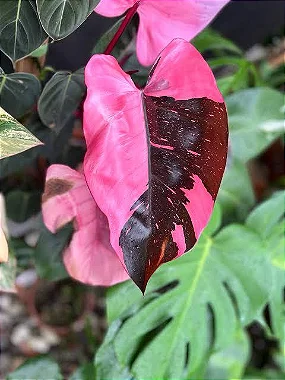 Philodendron Pink Princess