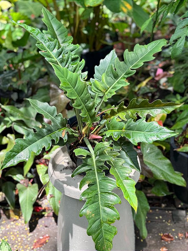 philodendron narrow