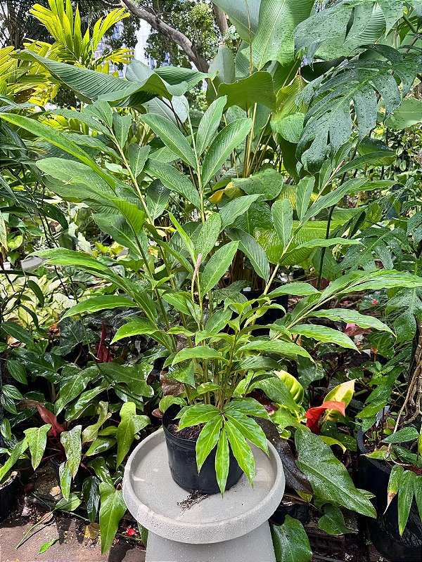 Alpínia Purpurata (Panamá)