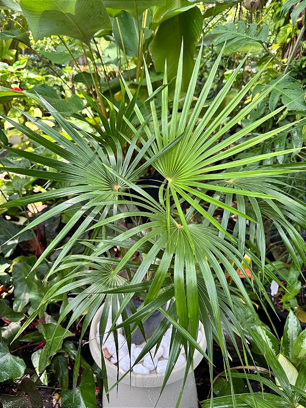 Palmeira Leque Prateada