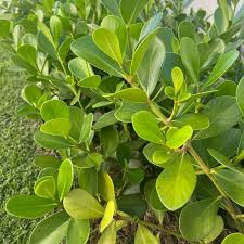 Clusia Fluminensis