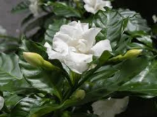 Tabernaemontana Divaricata (Jasmim Café)