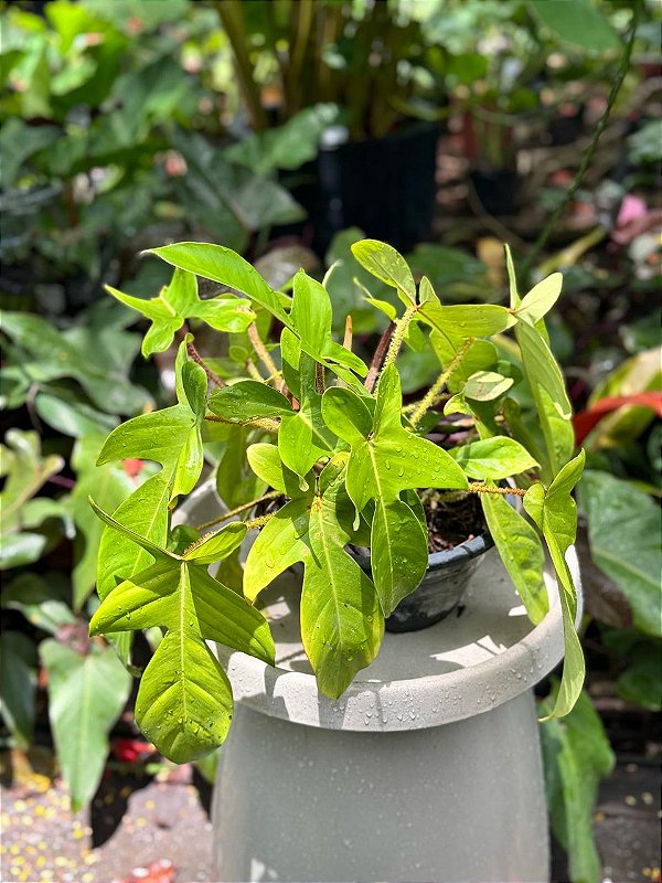 Philodendron Squamiferum