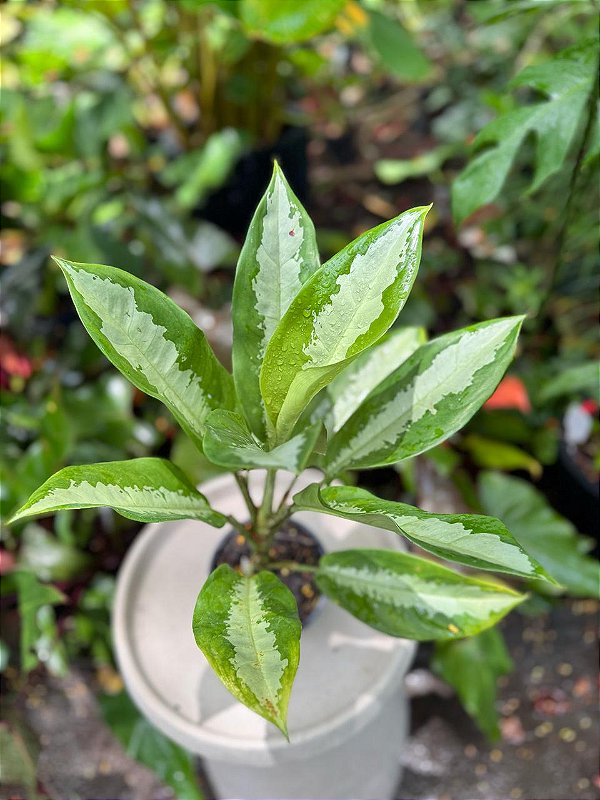 Aglaonema Pataya