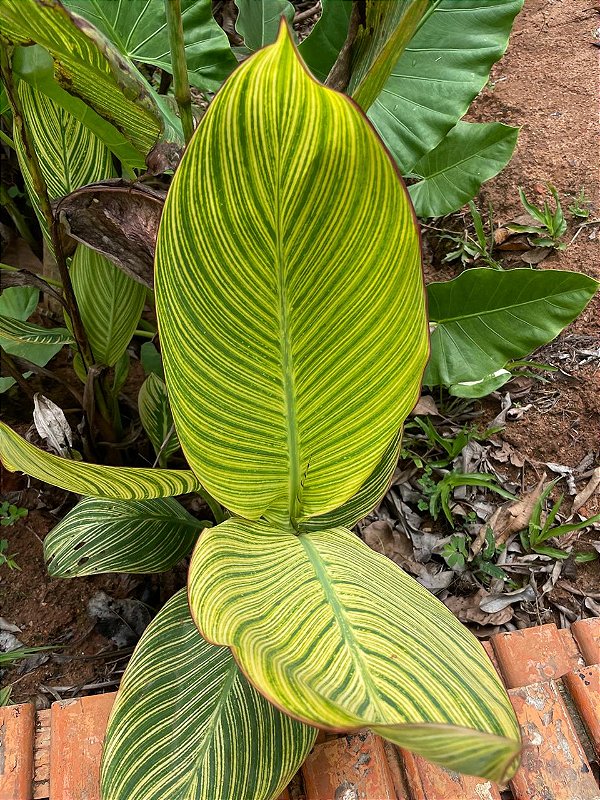 Cana Índica Variegata