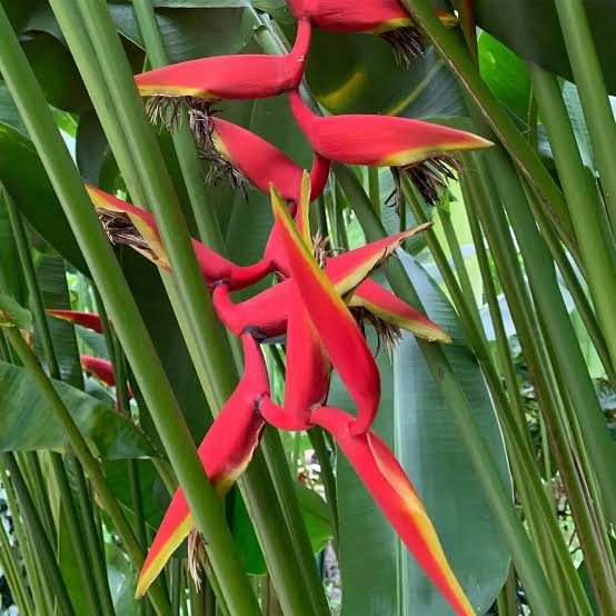 Helicônia Rauliniana
