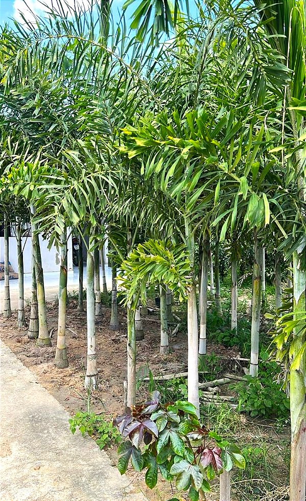 Palmeira Rabo de Raposa