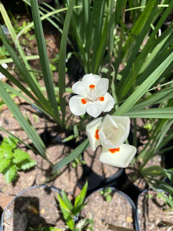 Moreia Branca