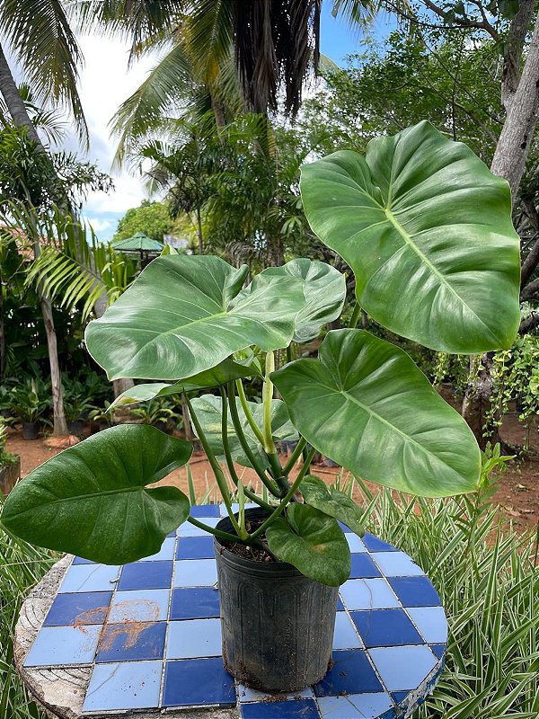 Philodendron Burle Marx