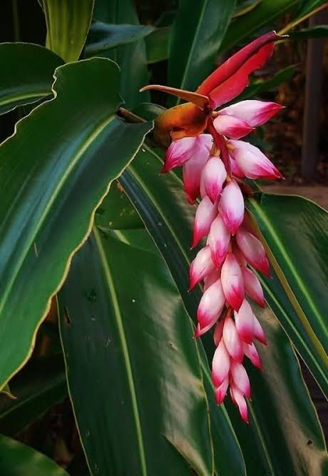 Alpinia zerumbet