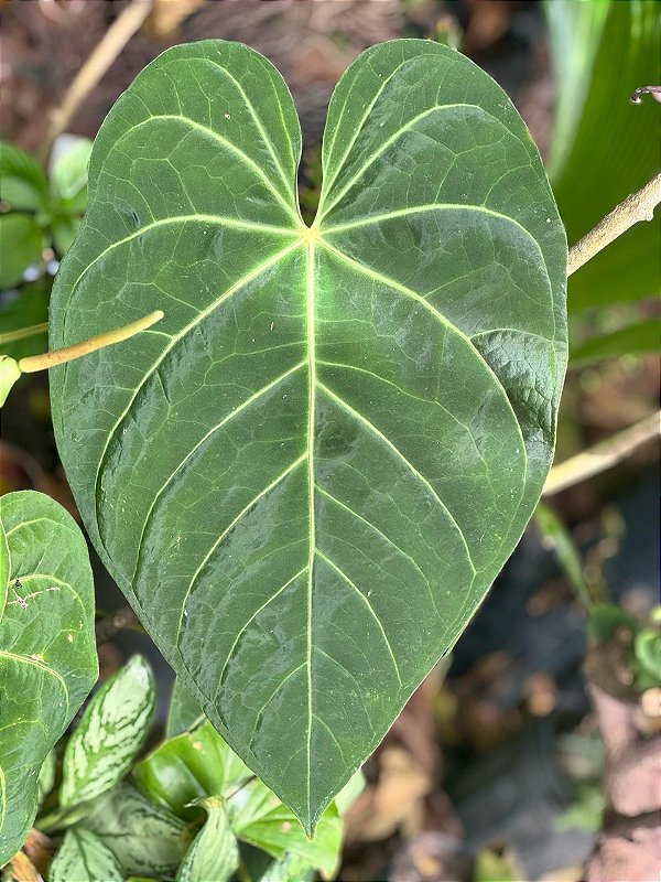 Anthurium magnificum