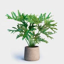 Thaumatophyllum  Bipinnatifidum (Guaimbê)