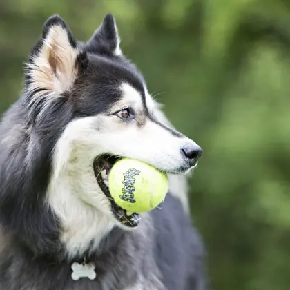 Bola Kong Squeakair Tennis Ball Medium