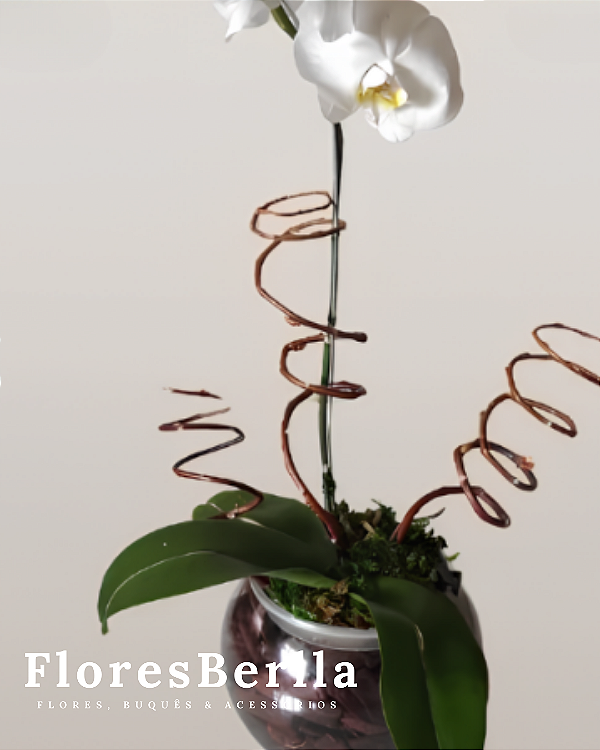Orquídea branca ou a cor da sua escolha.