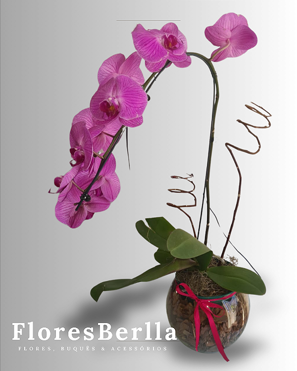 Arranjo de Orquídeas Lilás