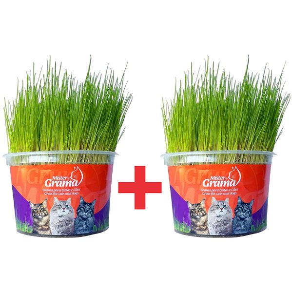 KIT 2 Graminha para Gatos - Mister Grama