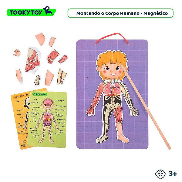 Montando o Corpo Humano (Anatomia Humana) Magnético - Tooky Toy