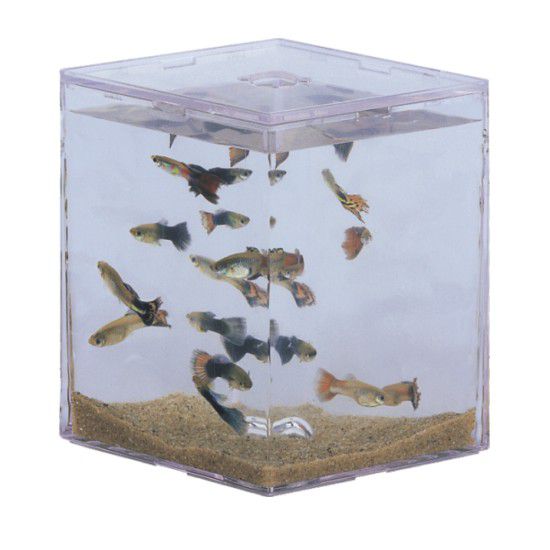 BETEIRA LOSANGO BOYU MBA-1