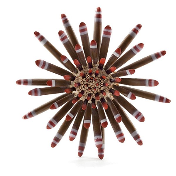 ENFEITE DE RESINA SOMA INVERTEBRADO OURIÇO RAJADO