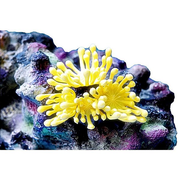 ENFEITE DE SILICONE SOMA CORAL LEATHER FINGER AMARELO 02