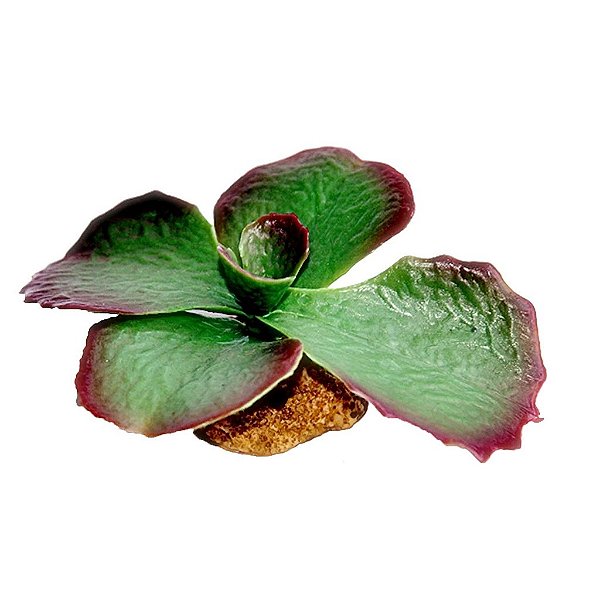 ENFEITE DE SILICONE SOMA PLANTA SUCULENTA 04