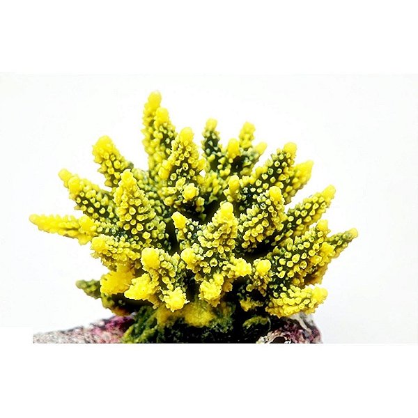 ENFEITE SILICONE SOMA CORAL ACROPORA HYDNOPHORA VERDE E AMAR