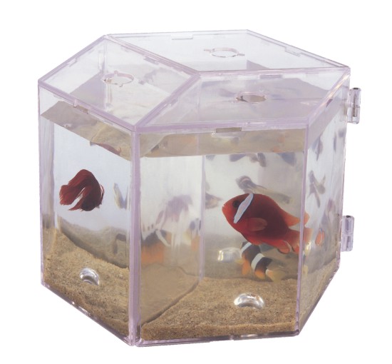 BETEIRA SEXTAVADA BOYU MBA-3