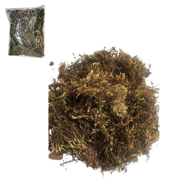 GRAMA MUSGUINHO DECORATIVA 20GR  TERRA BRASIL