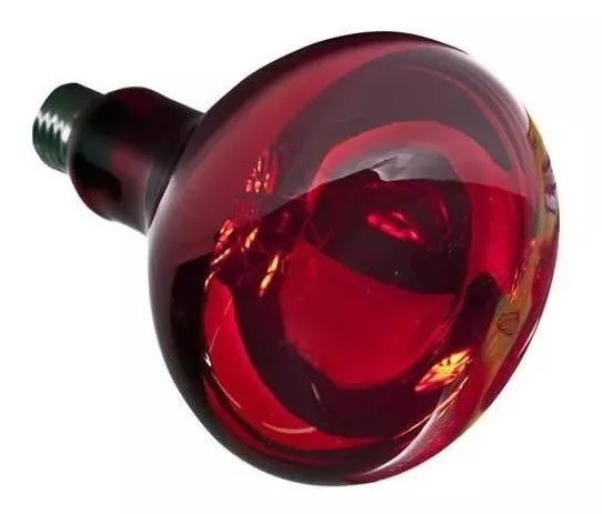 Lâmpada de Aquecimento P/ Pintinhos 110V 250W