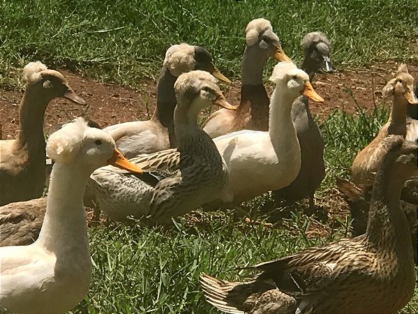 Marreco Pom Pom (Kit com 6 ovos)