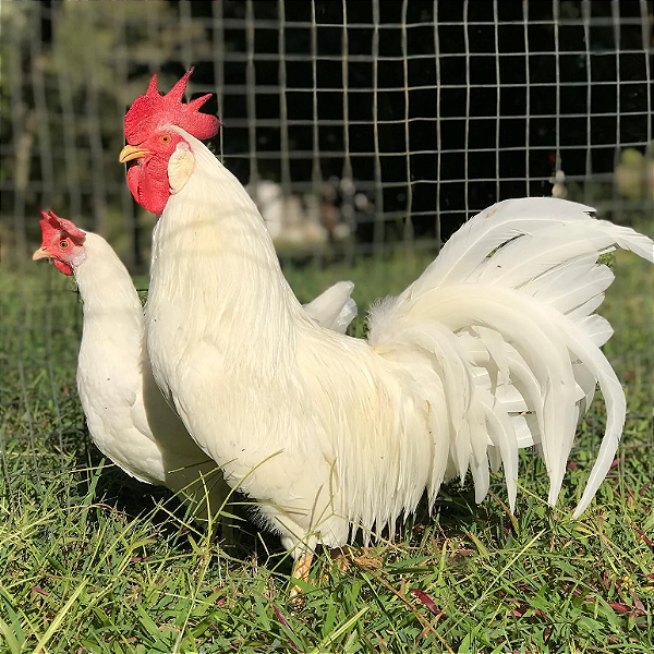 Leghorn Americana (Kit com 6 ovos)