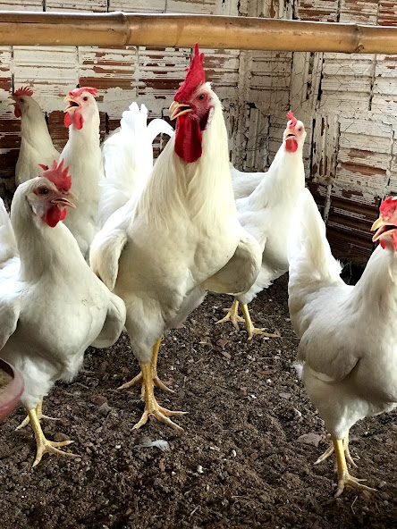 Rhodes Island White (Kit com 6 ovos)