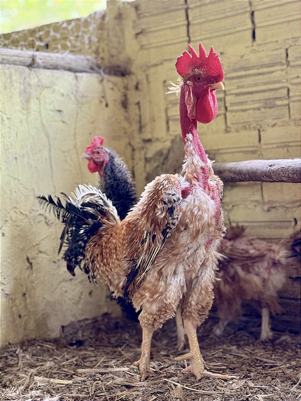 Label Rouge Frisado (Kit com 6 ovos)