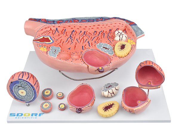 Desenvolvimento Folicular no Ovário em 13 Partes