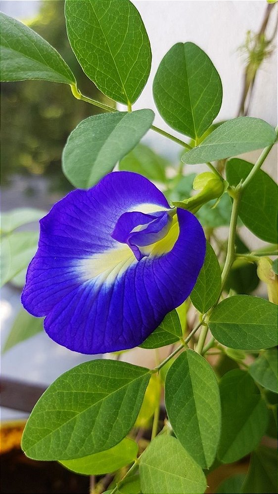 Sementes Clitoria Ternatea (Fada azul) 20 Unidades