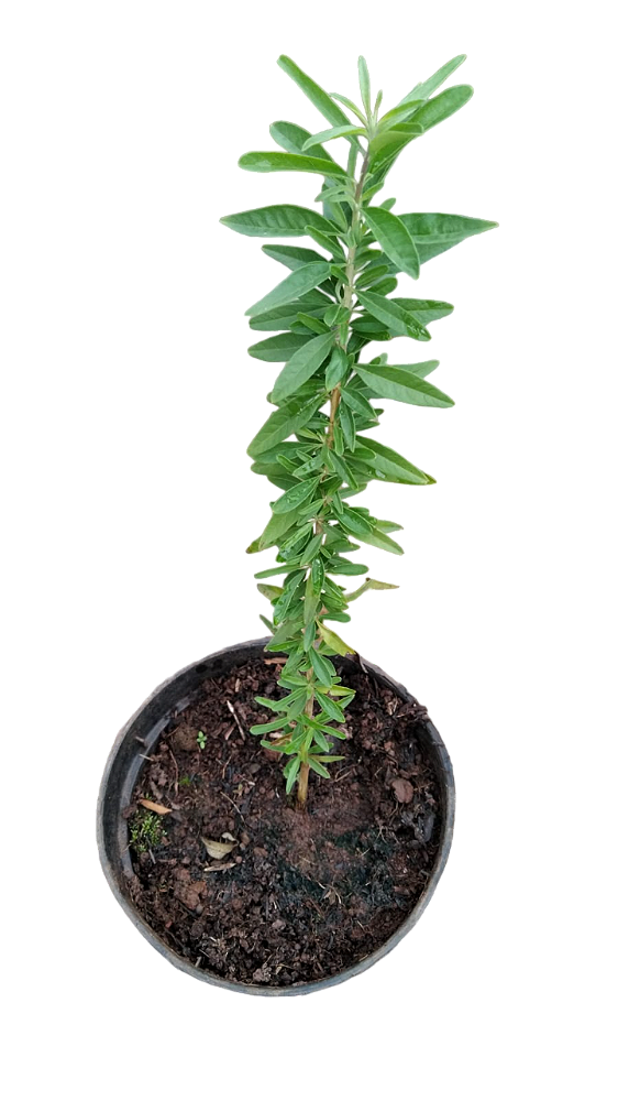 Muda Rara de Burrito (Aloysia polystachya)
