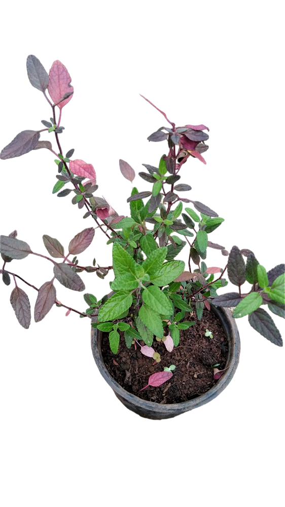 Muda rara de Salvia Rosa  (Salvia microphylla)