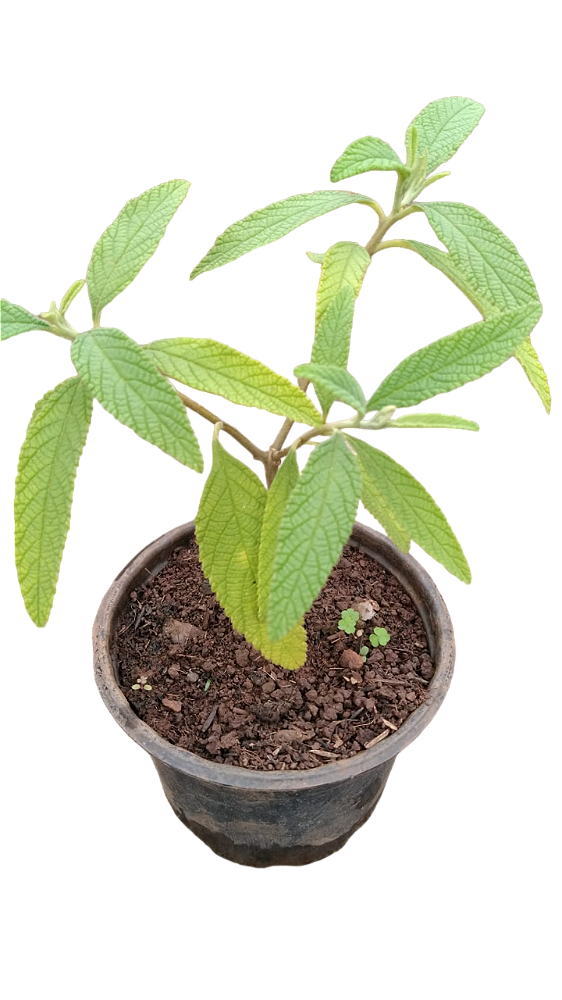 Muda Rara de Erva Baleeira (Cordia verbenacea)