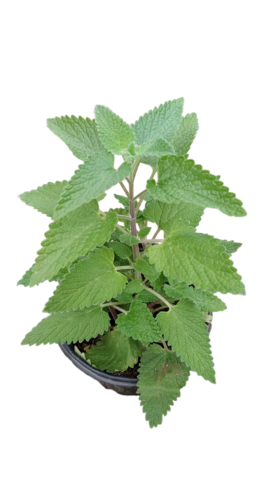 Muda Rara de Erva de Gato catnip (Nepeta cataria)