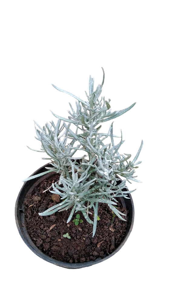 Muda Rara de Imortalli (Helichrysum italicum)