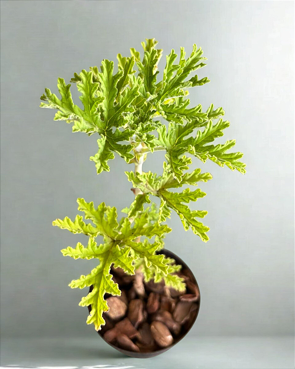 Muda Rara de Gerânio Verdadeiro (Pelargonium graveolens)