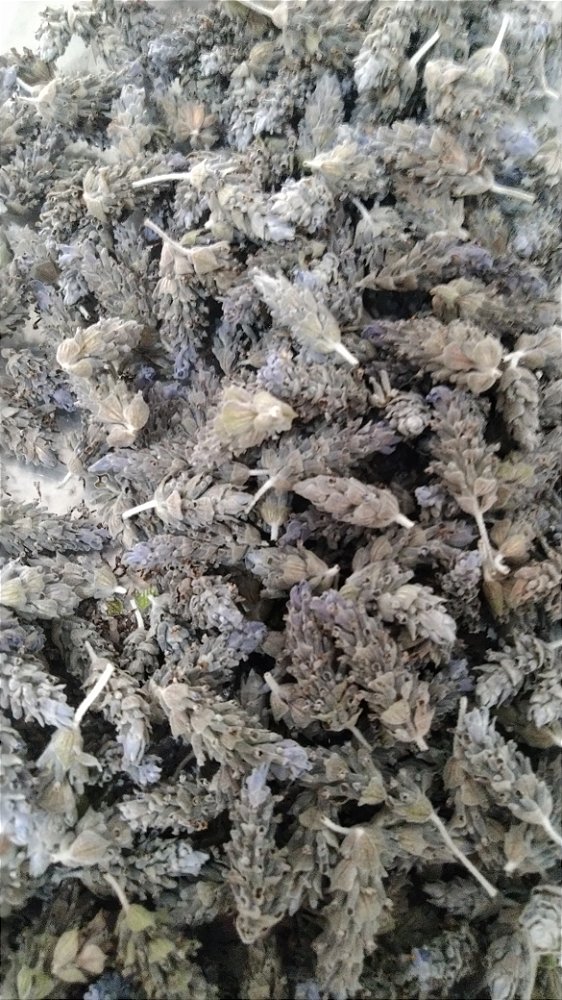 Flor de Lavanda Dentata desidratada 40 gramas