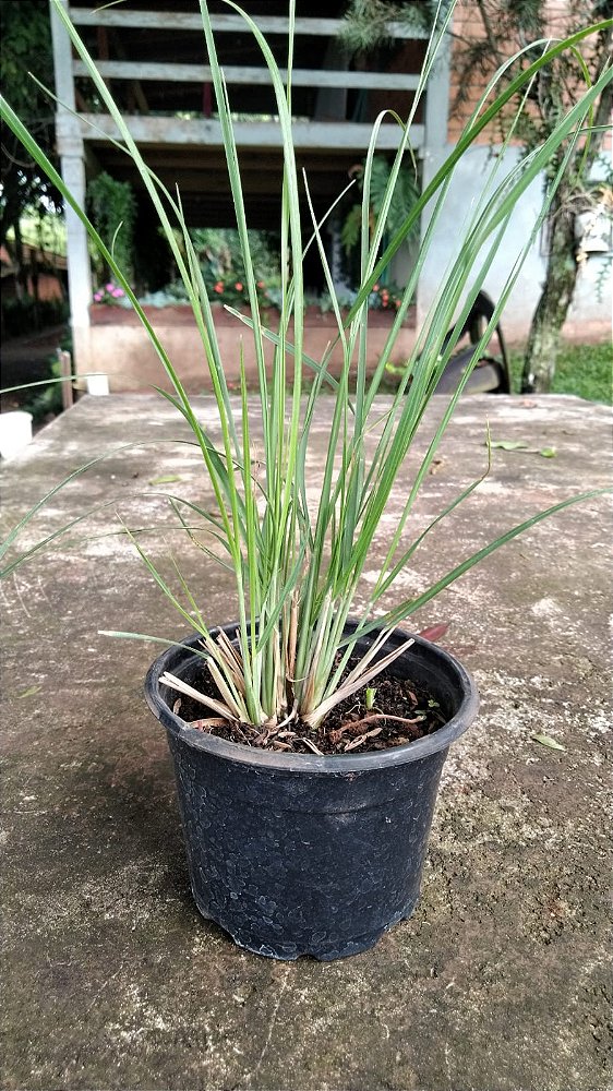 Muda Rara De Capim Limão do Brasil (elionurus muticus)