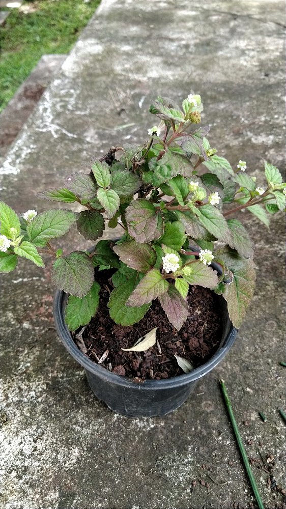 Muda Rara de Lippia Dulce