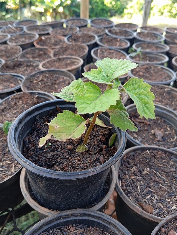 Muda Rara de Patchouli